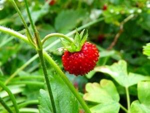 strawberry-7649_1280